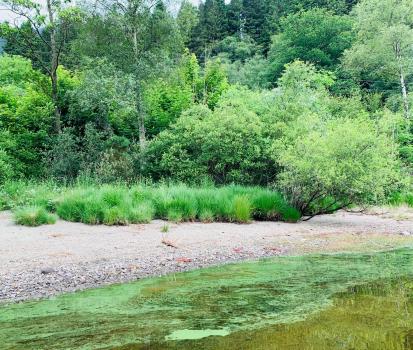 Phase I Mitigating climate change impacts on the water quality of Scottish standing waters Image showing algal bloom in waterbody