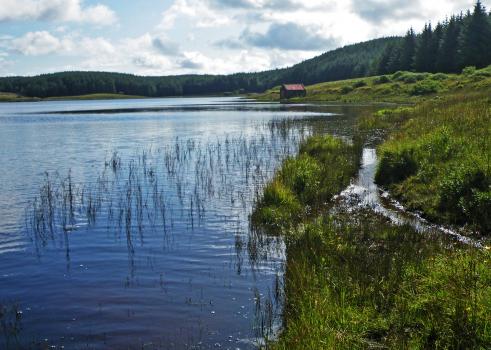 Slender Naiad Loch
