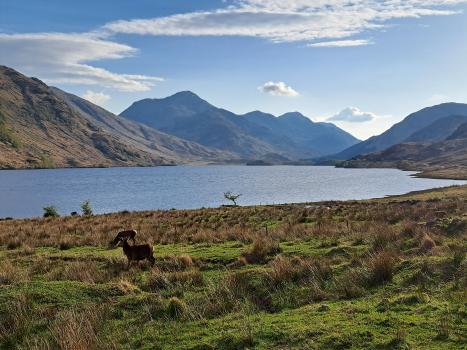 Mountain landscape, blue sky with loch in the forefront. Several deer are grazing. Photo Credit: Rebekah Burman