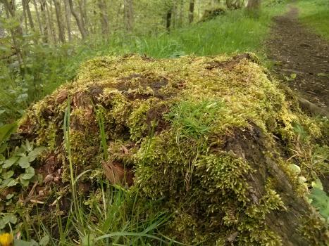Courtesy of Shasta Marrero Mossy tree stump