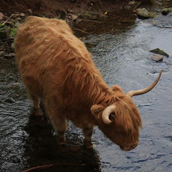 Highland cow in stream