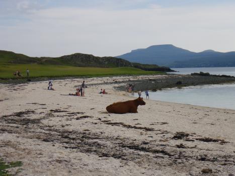 Image of cow on beach; Cover image courtesy of: Andrea Baggio
