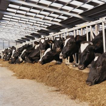 Cows feeding; Cover images courtesy of: Richard Gooday, ADAS Cows feeding; Cover images courtesy of: Richard Gooday, ADAS