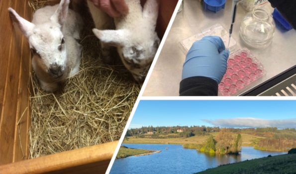 Two lambs (left), lab sampling (top right), Loch with trees (bottom right). Photo Credit: Anishka Cameron