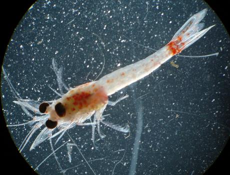 Image of non-native crustacean Hemimysis anomala; Image credit:  NOAA, Great Lakes Environmental Research Laboratory