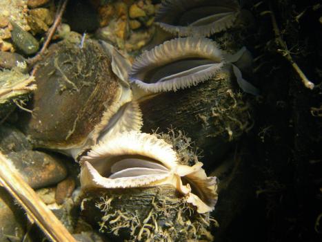 iMAGE OF FRESHWATER MUSSEL; Cover photograph courtesy of: Susan Cooksley, James Hutton Institute