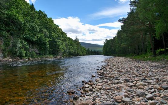 River cobbles forest_courtesy_Andrew_Cameron