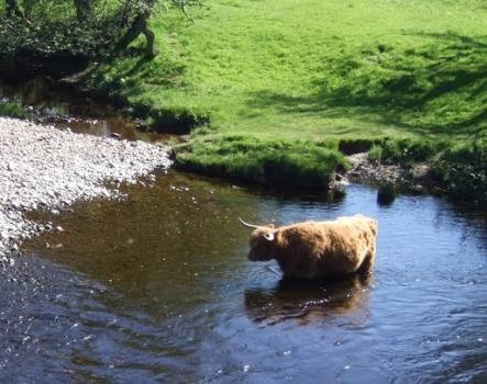 Image of cow in river; Cover photograph courtesy of: Clare Neely, James Hutton Institute