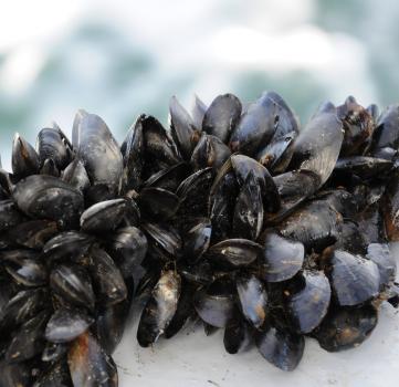 Courtesy of SAMS. Mussels