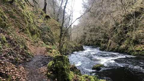 River with surrounding woodland. Photo credit: Lorna Cole.