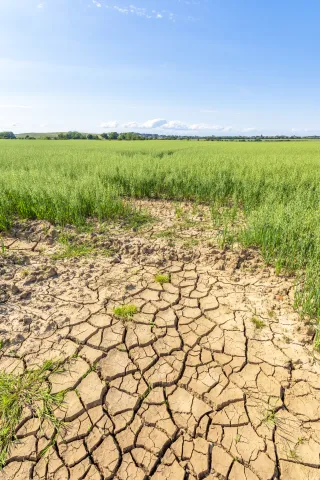 Field of Oats, East Lothian, Scotland. Photo credit: Scott Masterton. Source: Getty Images Field of Oats, East Lothian, Scotland. Photo credit: Scott Masterton. Source: Getty Images