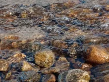 River flowing over pebbles. Photo Credit: Karin Helwig