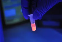 A tube fluorescing. Photo Credit: The James Hutton Institute