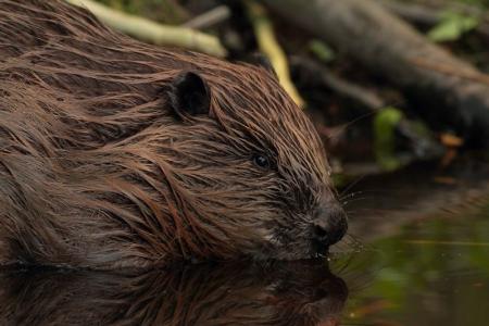 Beaver image. Photo credit Tomasz Chmielewski (2012). Available at https://commons.wikimedia.org/wiki/File:Castor_fiber_vistulanus.jpg