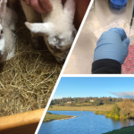 Two lambs (left), lab sampling (top right), Loch with trees (bottom right). Photo Credit: Anishka Cameron