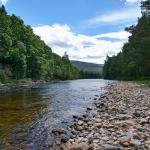 River cobbles forest_courtesy_Andrew_Cameron