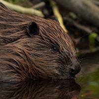 Beaver image. Photo credit Tomasz Chmielewski (2012). Available at https://commons.wikimedia.org/wiki/File:Castor_fiber_vistulanus.jpg