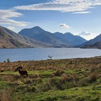 Mountain landscape, blue sky with loch in the forefront. Several deer are grazing. Photo Credit: Rebekah Burman