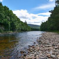 River cobbles forest photograph courtesy Andrew Cummings