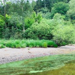 Image showing algal bloom in waterbody