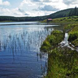 Slender Naiad Loch