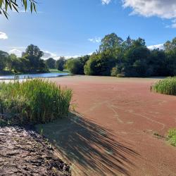 Lake high in nutrients - Photo credit: Rachel Helliwell, James Hutton Institute