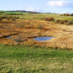 Basin fen at Whitlaw Mosses - Photo credit: Andrew McBride, Land and Habitats Consultancy