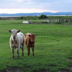 Cows in pasture near estuary