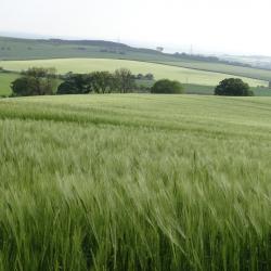 Farmfields