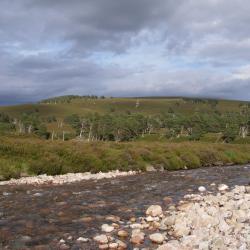 Stream