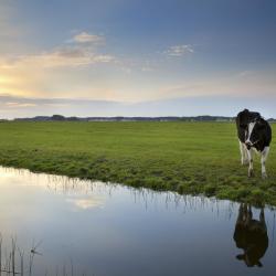 Cow in field