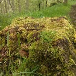 Mossy tree stump