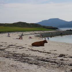 Image of cow on beach