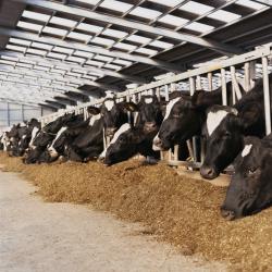 Cows feeding; Cover images courtesy of: Richard Gooday, ADAS