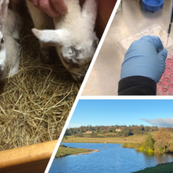 Two lambs (left), lab sampling (top right), Loch with trees (bottom right). Photo Credit: Anishka Cameron