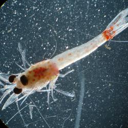 Image of non-native crustacean Hemimysis anomala; Image credit:  NOAA, Great Lakes Environmental Research Laboratory