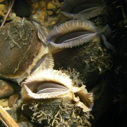 iMAGE OF FRESHWATER MUSSEL; Cover photograph courtesy of: Susan Cooksley, James Hutton Institute