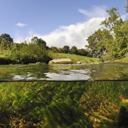 Cover image: The River Leith in Cumbria, England. Part of the River Leith near Penrith was restored in 2014  to its natural meandering course for the benefit of plants, animals and people (© Linda Pitkin/2020VISION).