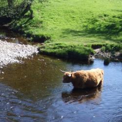 Image of cow in river