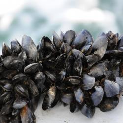 Mussels