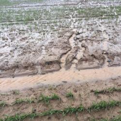 Soil Structure and Field Drainage ; Cover photograph courtesy of: Rebecca Hall, University of Aberdeen