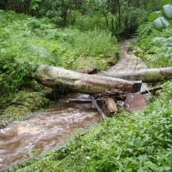 Wood placement flooded; Cover photograph courtesy of: The James Hutton Institute