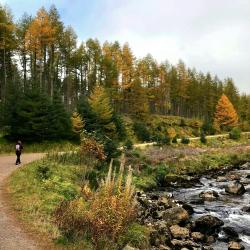 A path runs alongside a river in the foreground and forest in the background. It is a sunny, autumnal day. Photo credit: Rebekah Burman