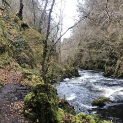 River with surrounding woodland. Photo credit: Lorna Cole.