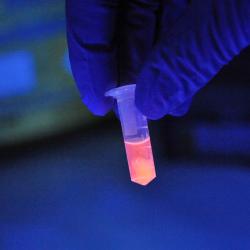 A tube fluorescing. Photo Credit: The James Hutton Institute