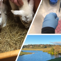 Two lambs (left), lab sampling (top right), Loch with trees (bottom right). Photo Credit: Anishka Cameron