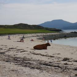 Livestock on beach; Cover photograph courtesy of: Clare Neely and Emily Hastings, The James Hutton Institute