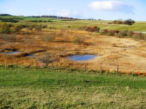 Basin fen at Whitlaw Mosses - Photo credit: Andrew McBride, Land and Habitats Consultancy